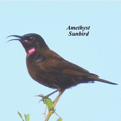 Amethyst Sunbird